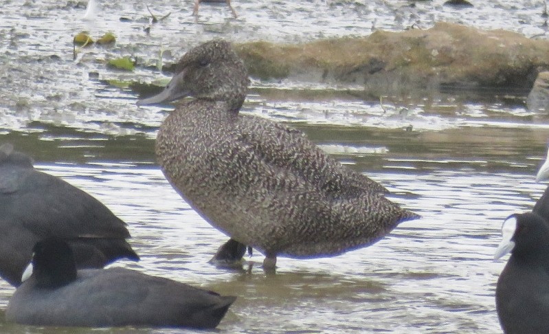 Freckled Duck - ML203574651