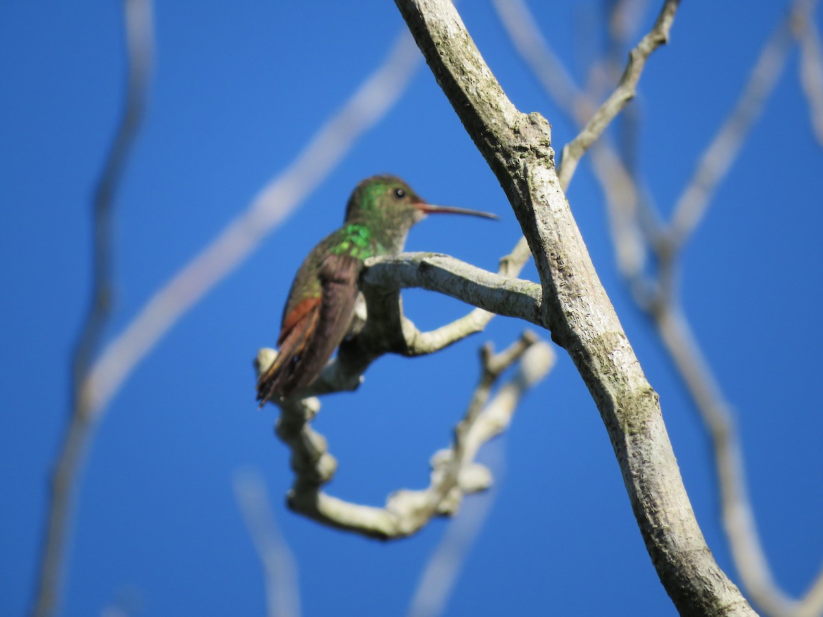 Rufous-tailed Hummingbird - ML203576491