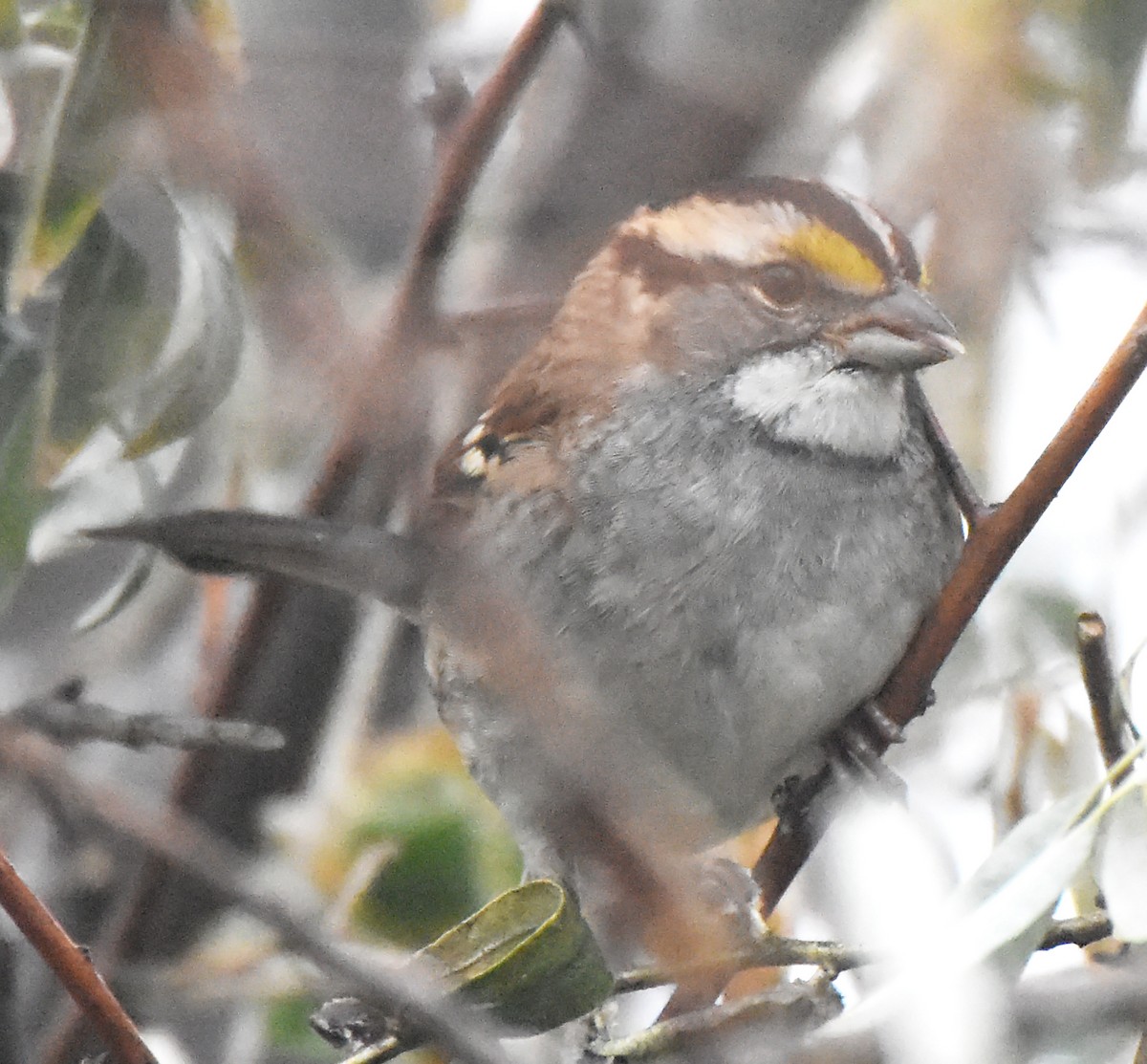 White-throated Sparrow - Steven Mlodinow