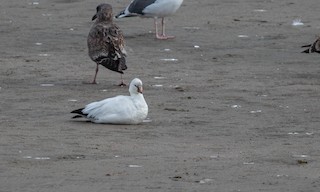 Ross's Goose, ML203590491