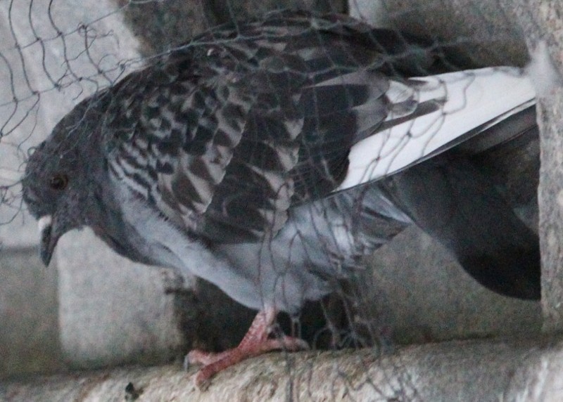 Rock Pigeon (Feral Pigeon) - ML20359131