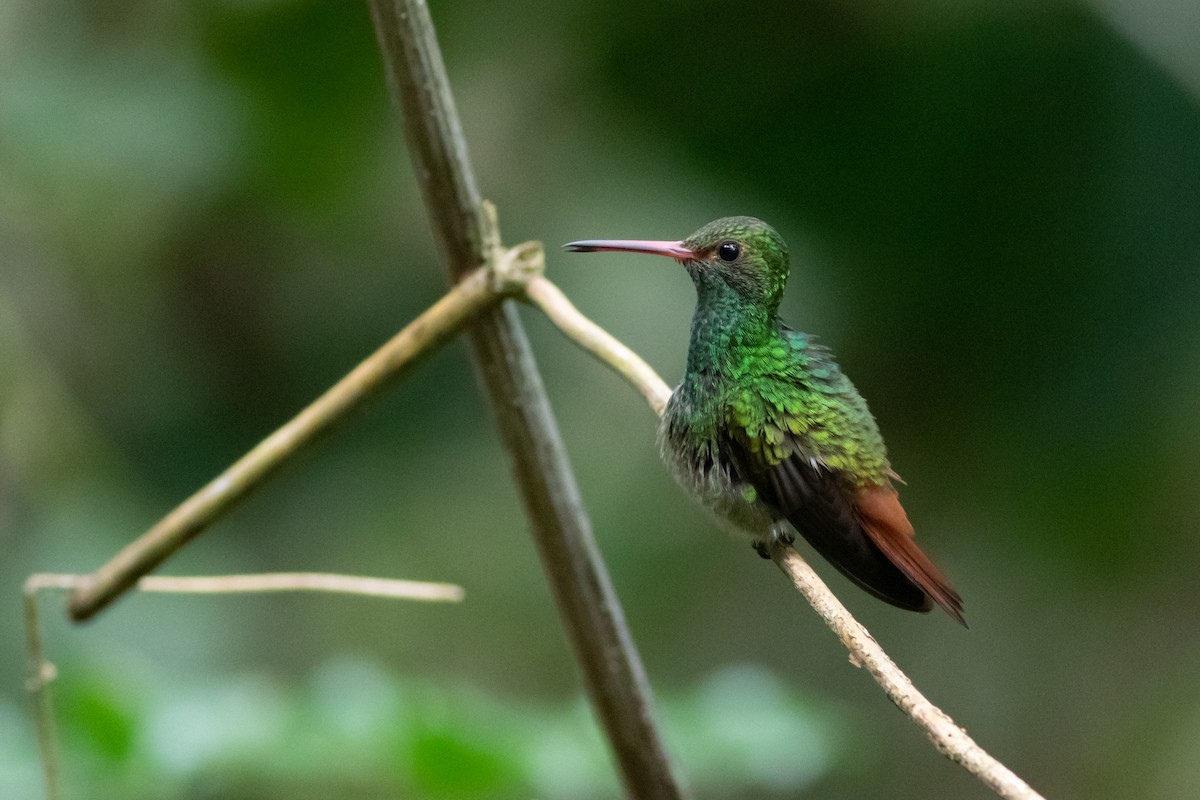 Rufous-tailed Hummingbird - Lucas Bobay