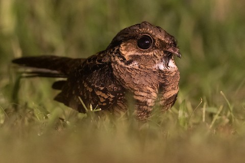 Nyctidromus albicollis