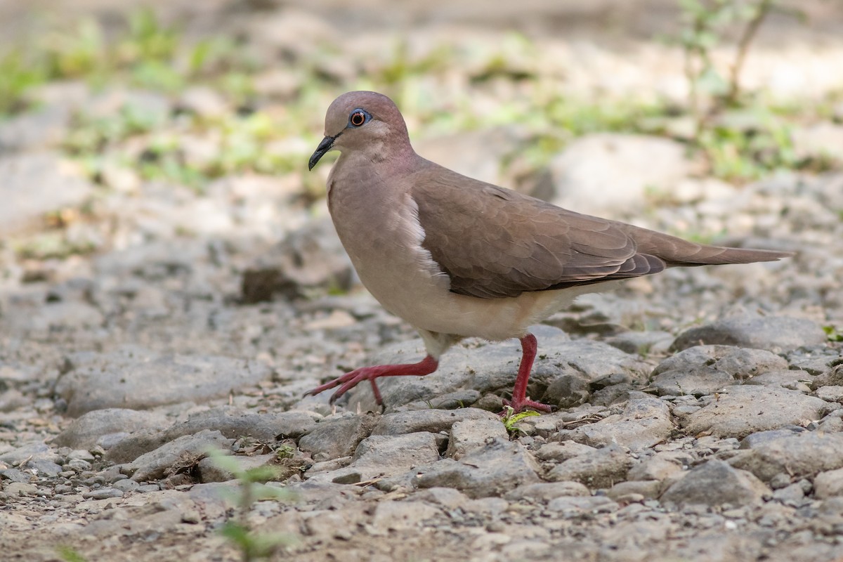 White-tipped Dove - Max McCarthy