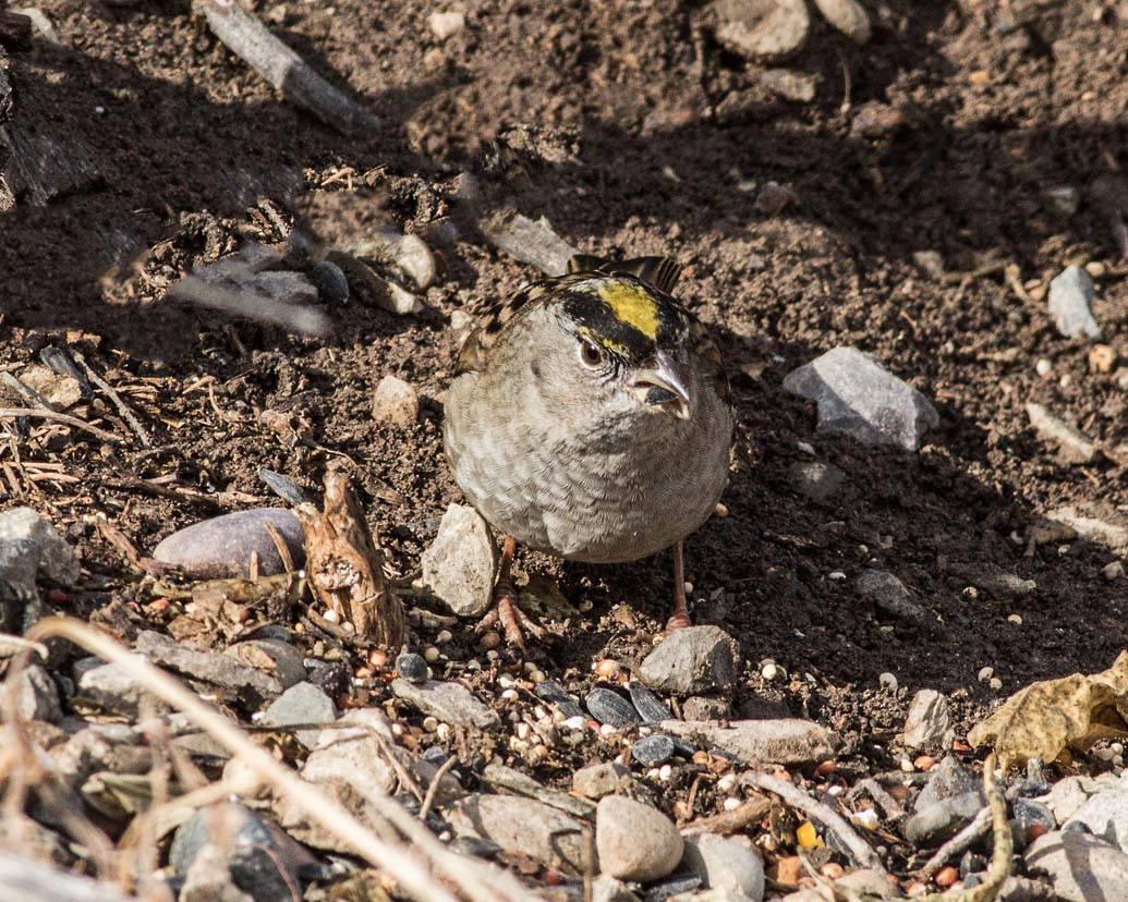 Golden-crowned Sparrow - ML203600451