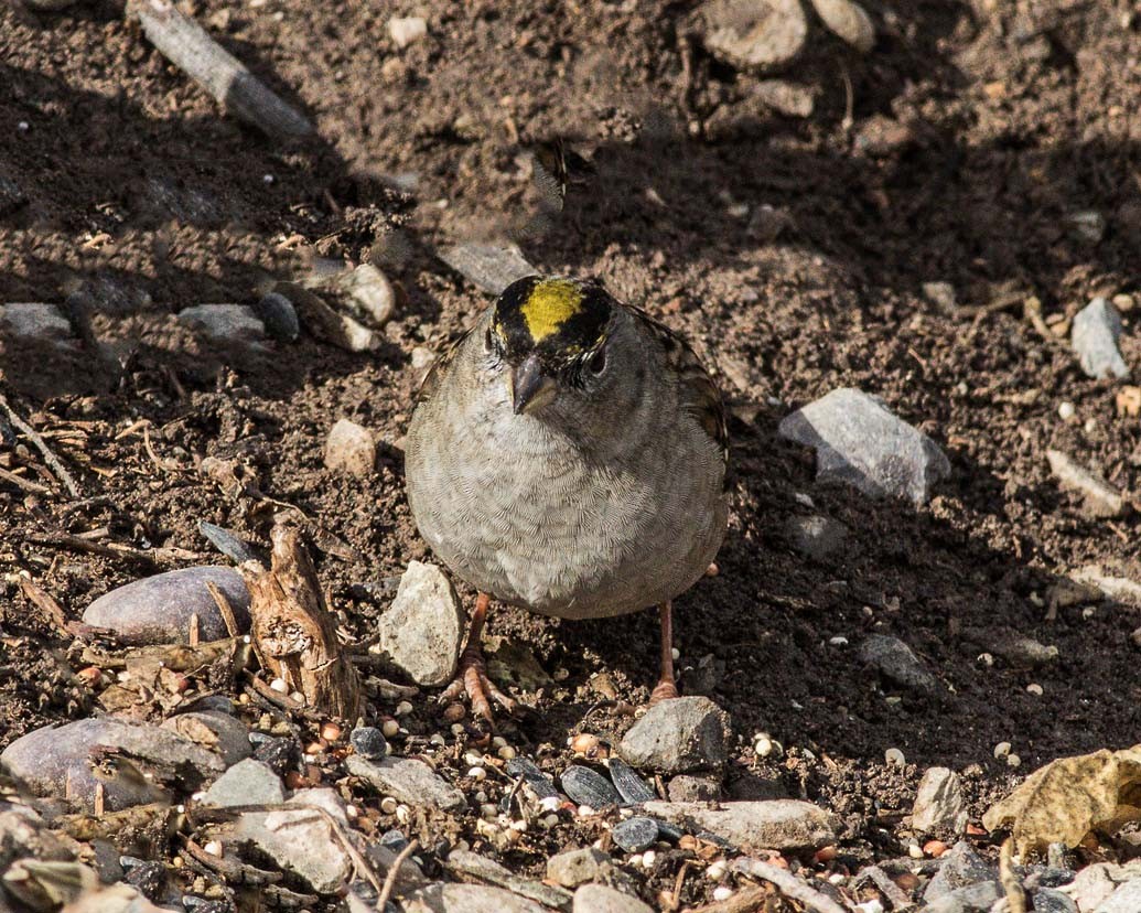 Golden-crowned Sparrow - ML203600461