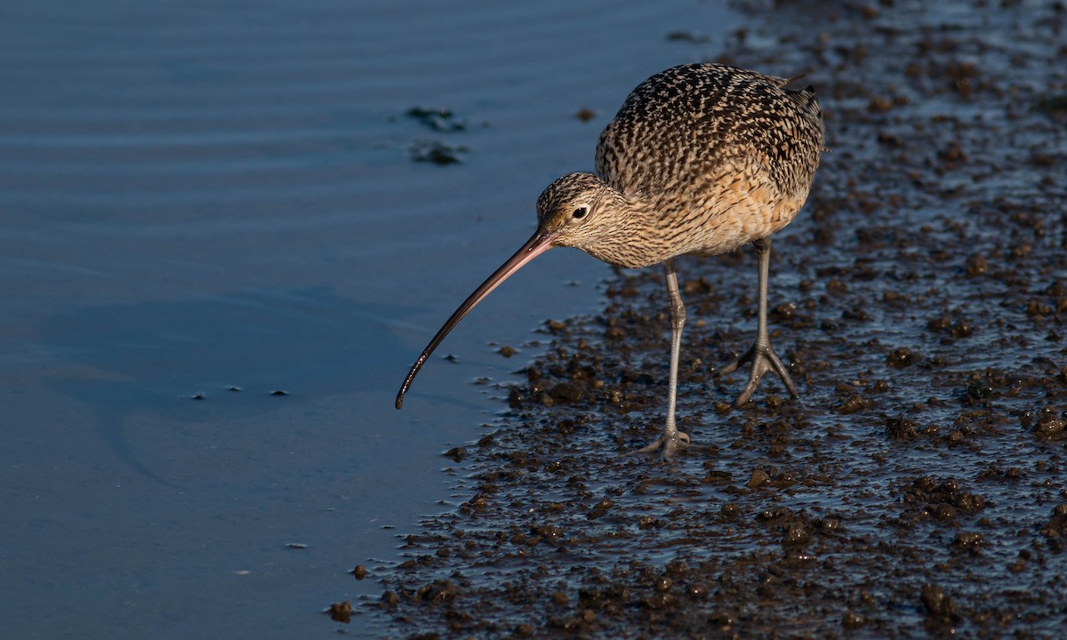 Long-billed Curlew - ML203601861