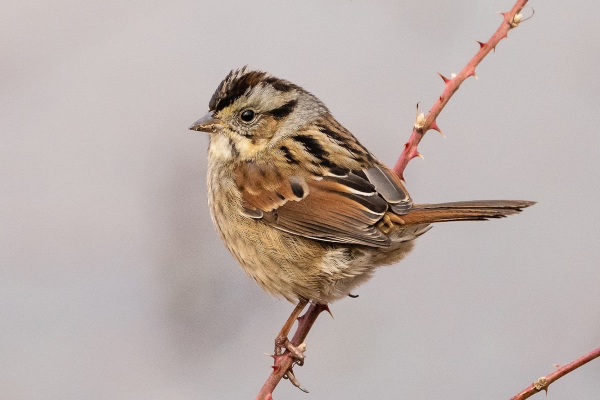 Swamp Sparrow - Bill Wood