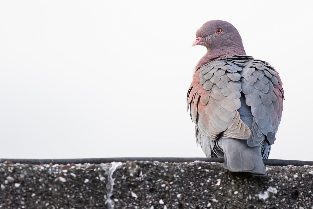 Red-billed Pigeon - Max McCarthy