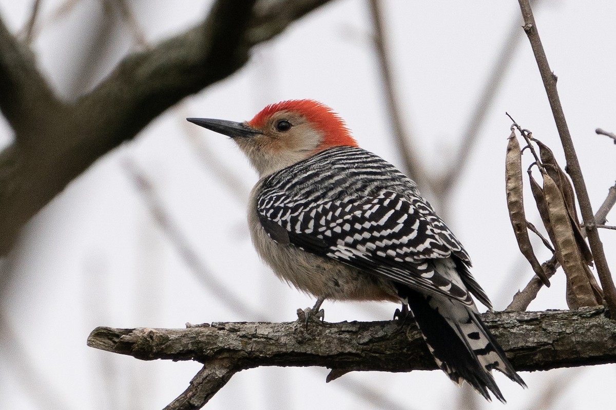 Red-bellied Woodpecker - ML203604201