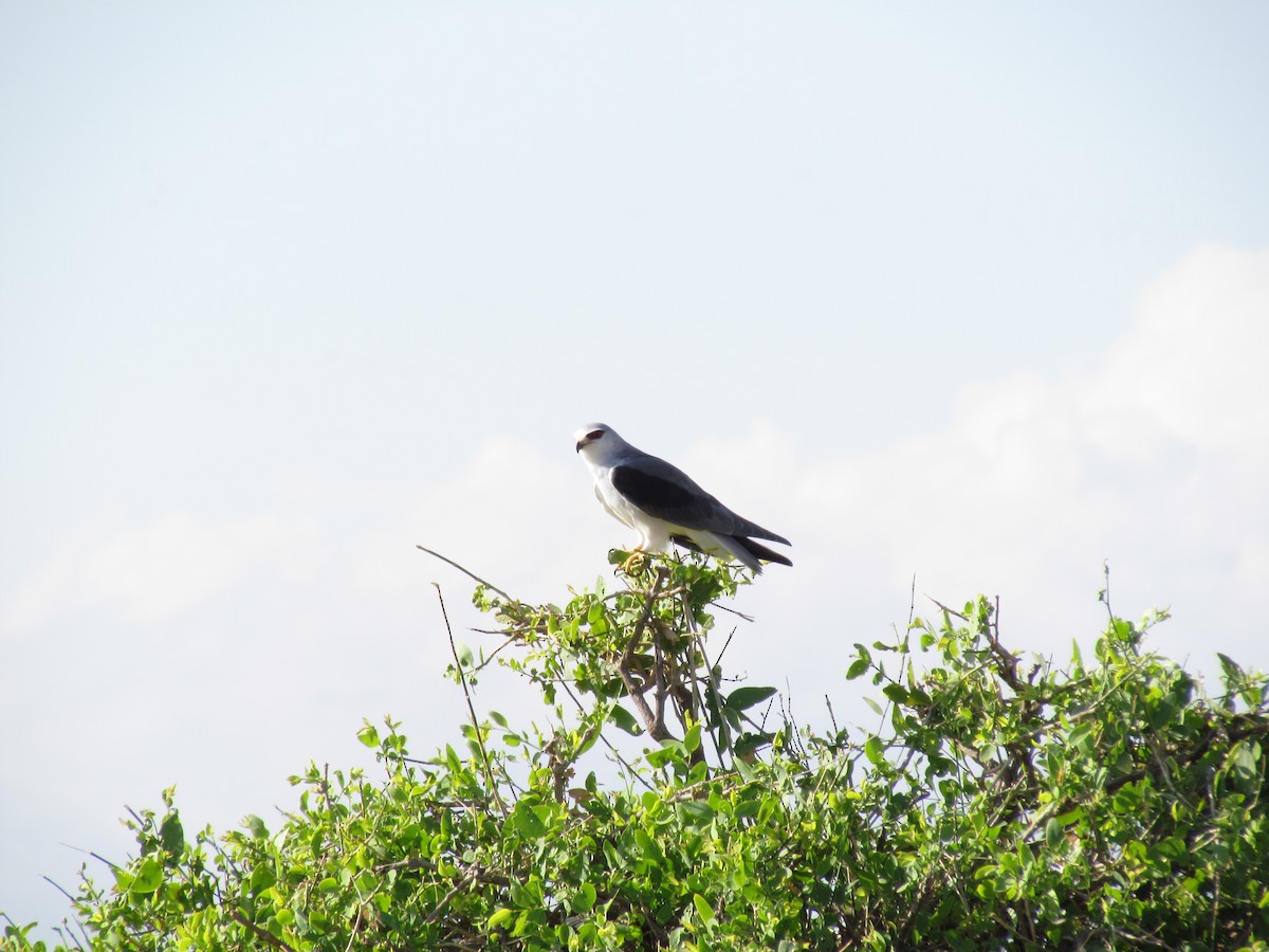 Black-winged Kite - Philip Taylor