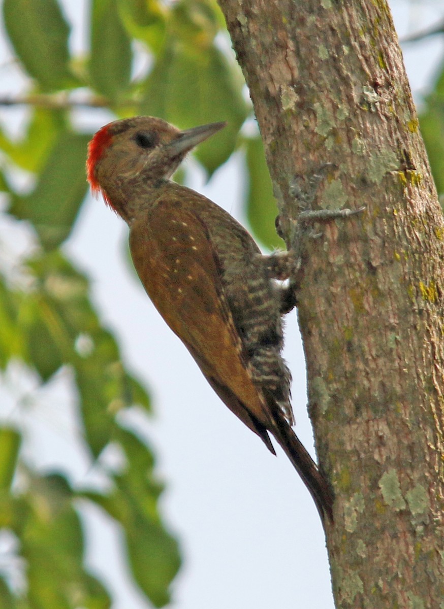 Little Woodpecker - William Parkin