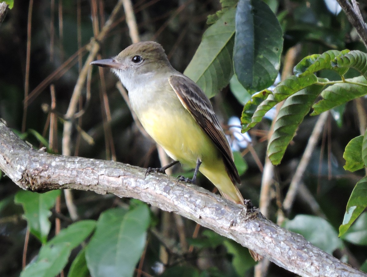 Great Crested Flycatcher - ML20361351