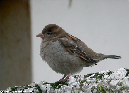 House Sparrow - ML20361881