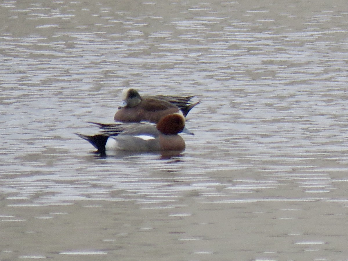 eBird Checklist - 25 Jan 2020 - Nob Hill Pond - 20 species