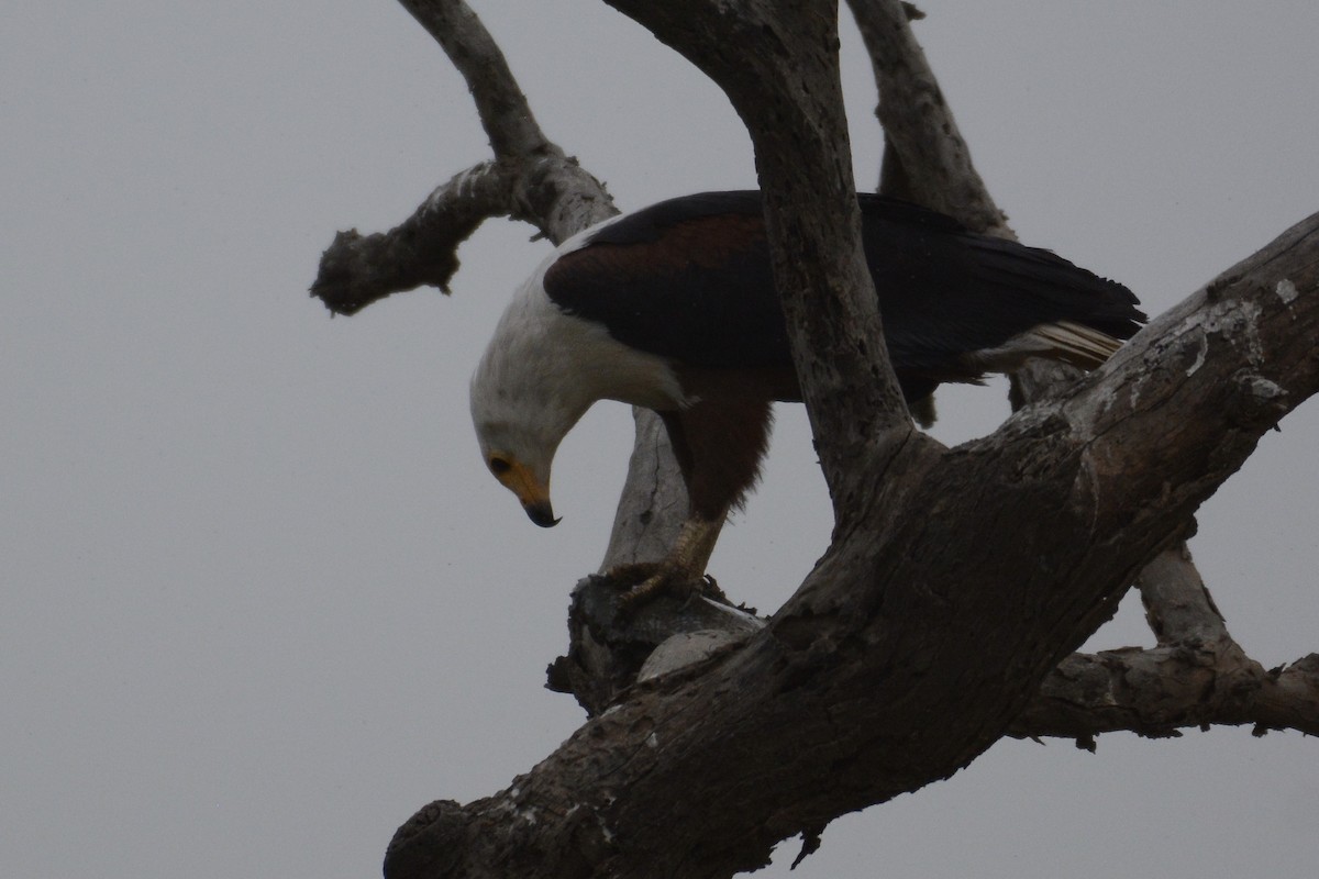 African Fish-Eagle - ML203624281
