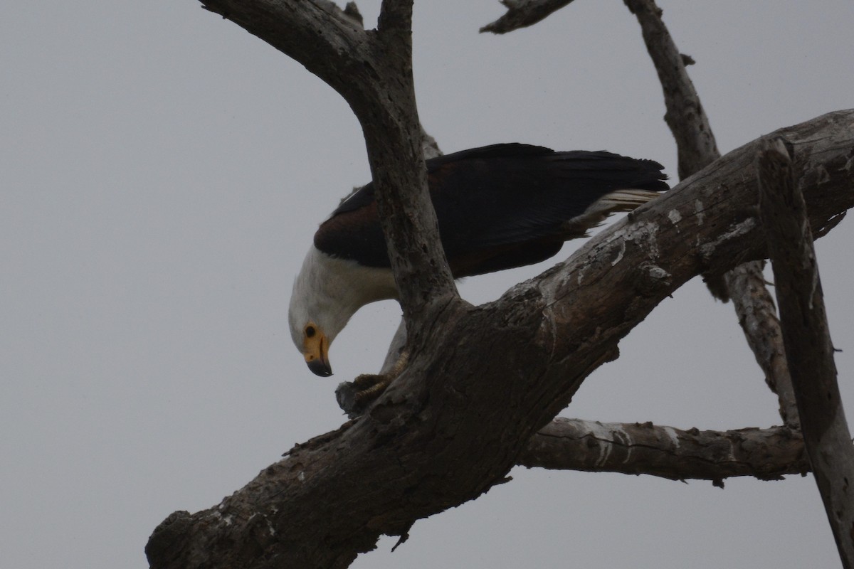 African Fish-Eagle - ML203624321
