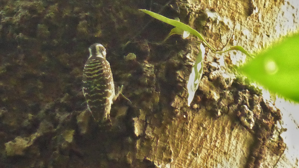 Philippine Pygmy Woodpecker - ML203630291