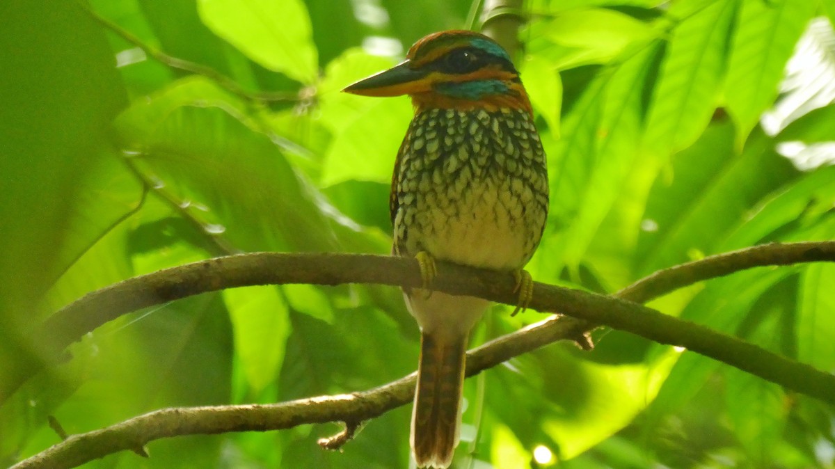 Spotted Kingfisher - ML203631191