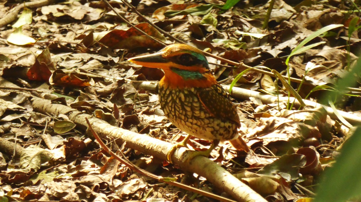 Spotted Kingfisher - ML203631211