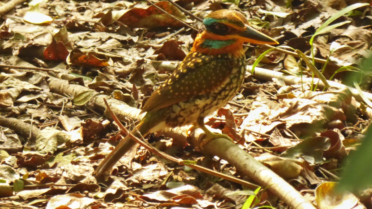 Spotted Kingfisher - ML203631231