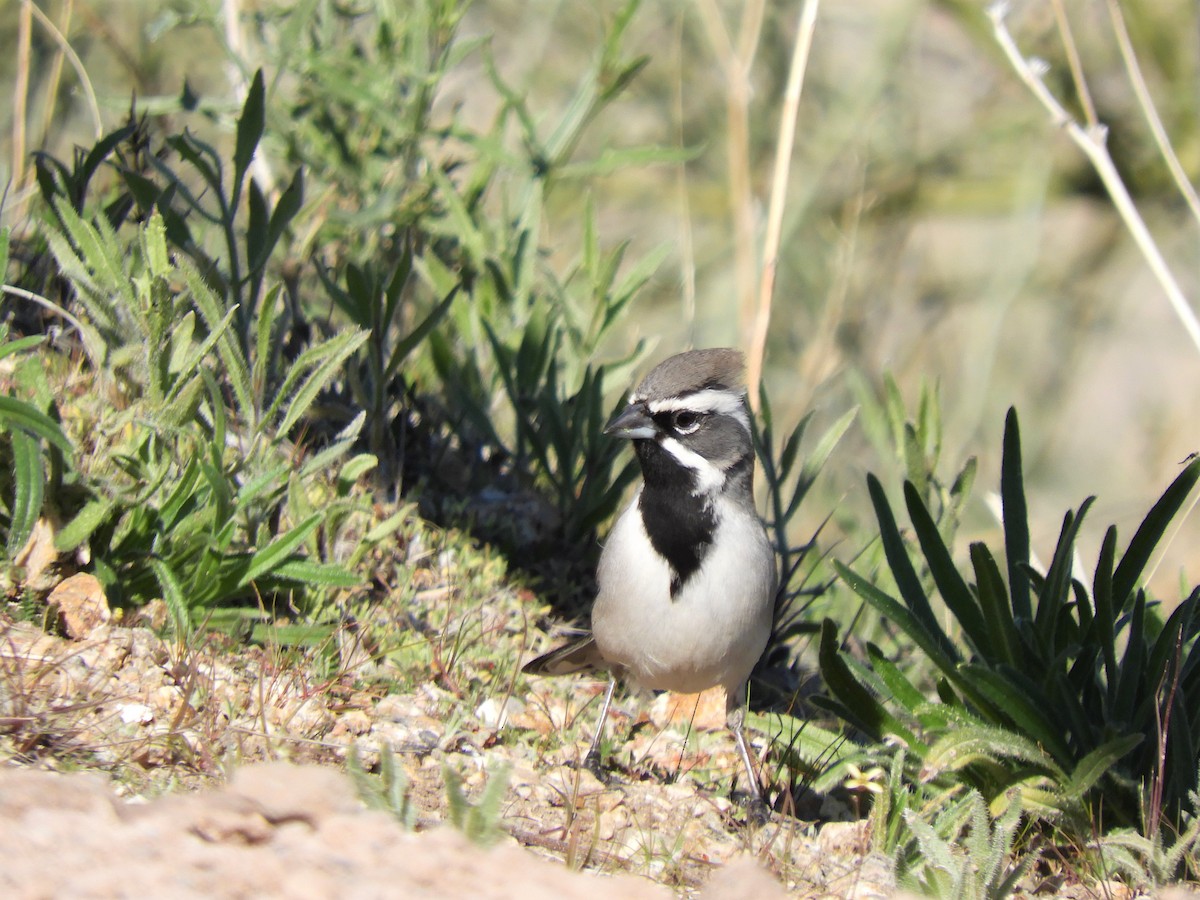 Black-throated Sparrow - Cliff Cordy