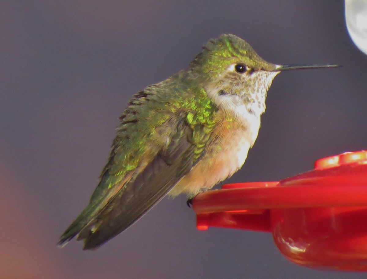 Broad-tailed Hummingbird - ML20363351