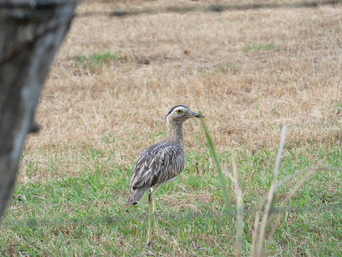 Double-striped Thick-knee - Roberto  Garrigues