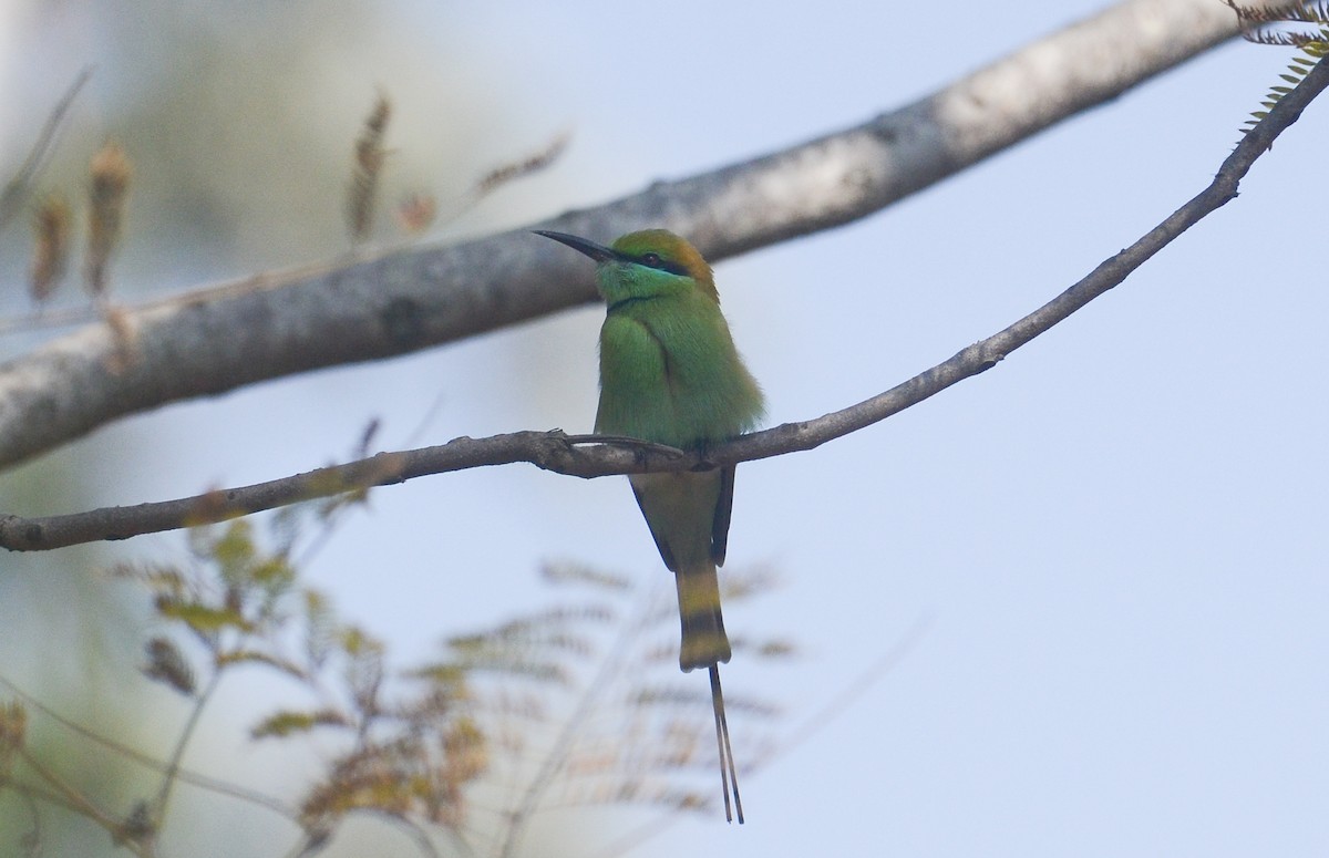 Asian Green Bee-eater - ML203636481