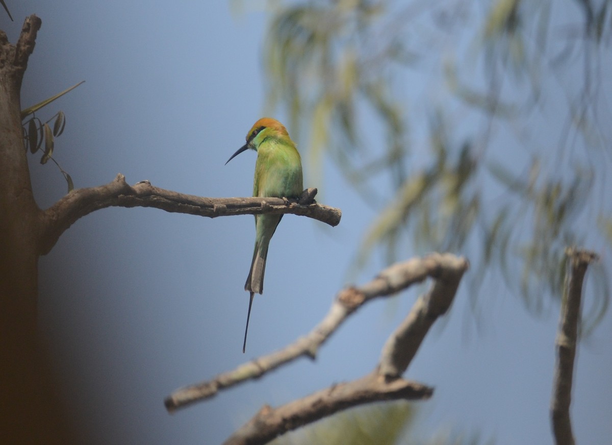 Asian Green Bee-eater - ML203636491