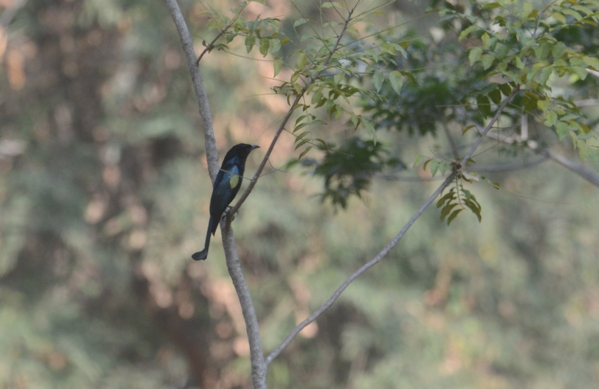 Hair-crested Drongo - ML203636551