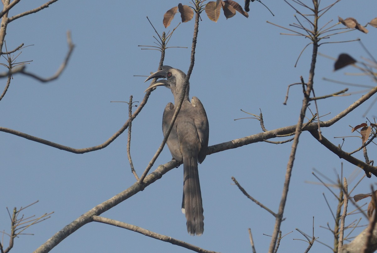 Indian Gray Hornbill - ML203636571