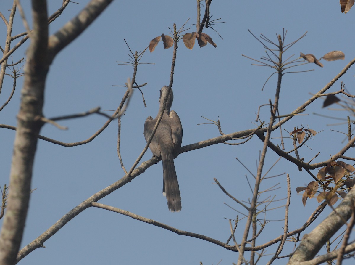 Indian Gray Hornbill - ML203636601