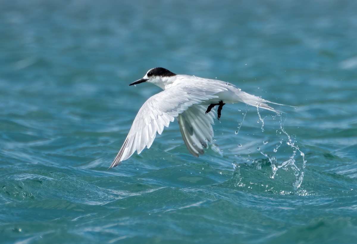 White-fronted Tern - ML203637031