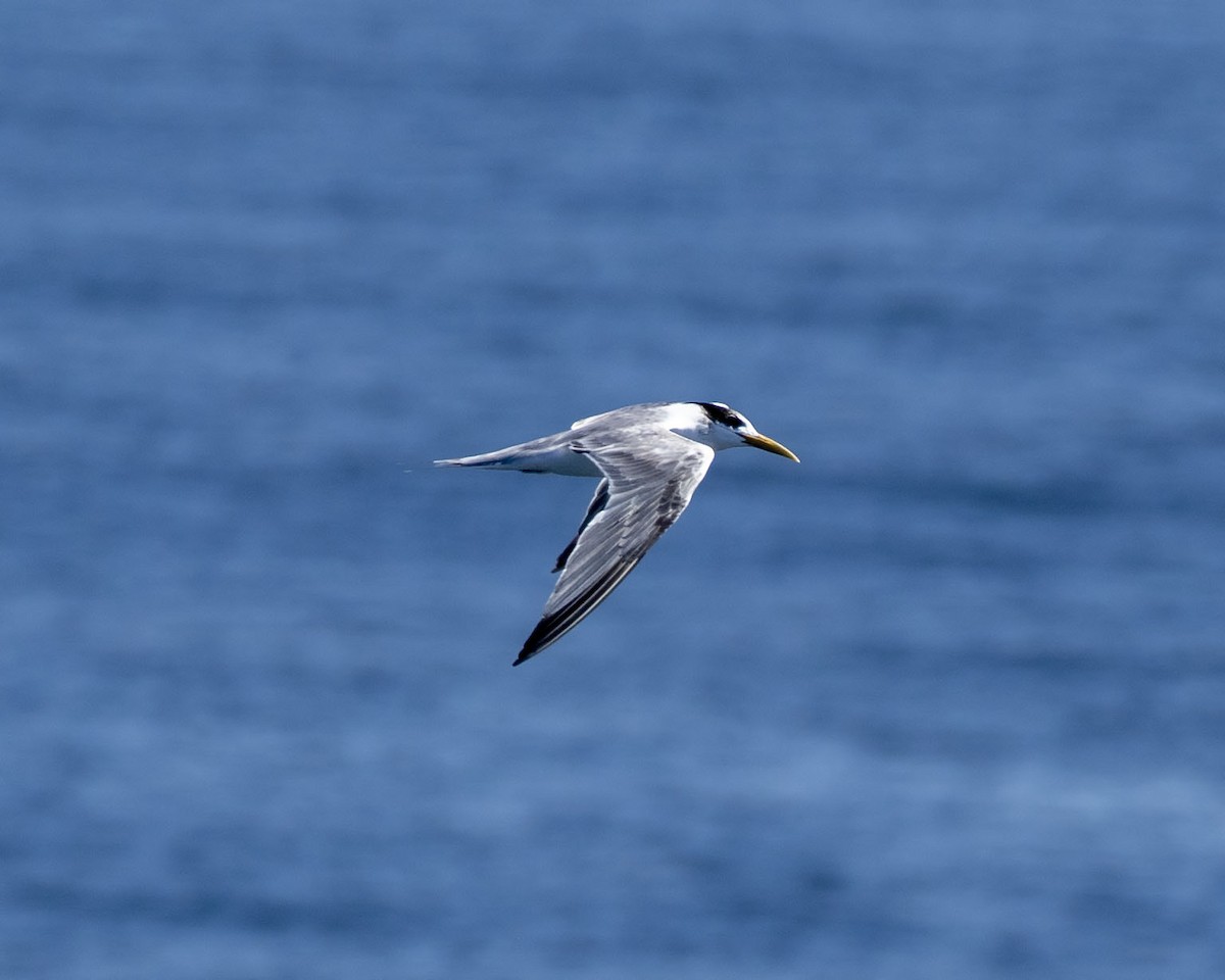 Lesser Crested Tern - Paul Farrell
