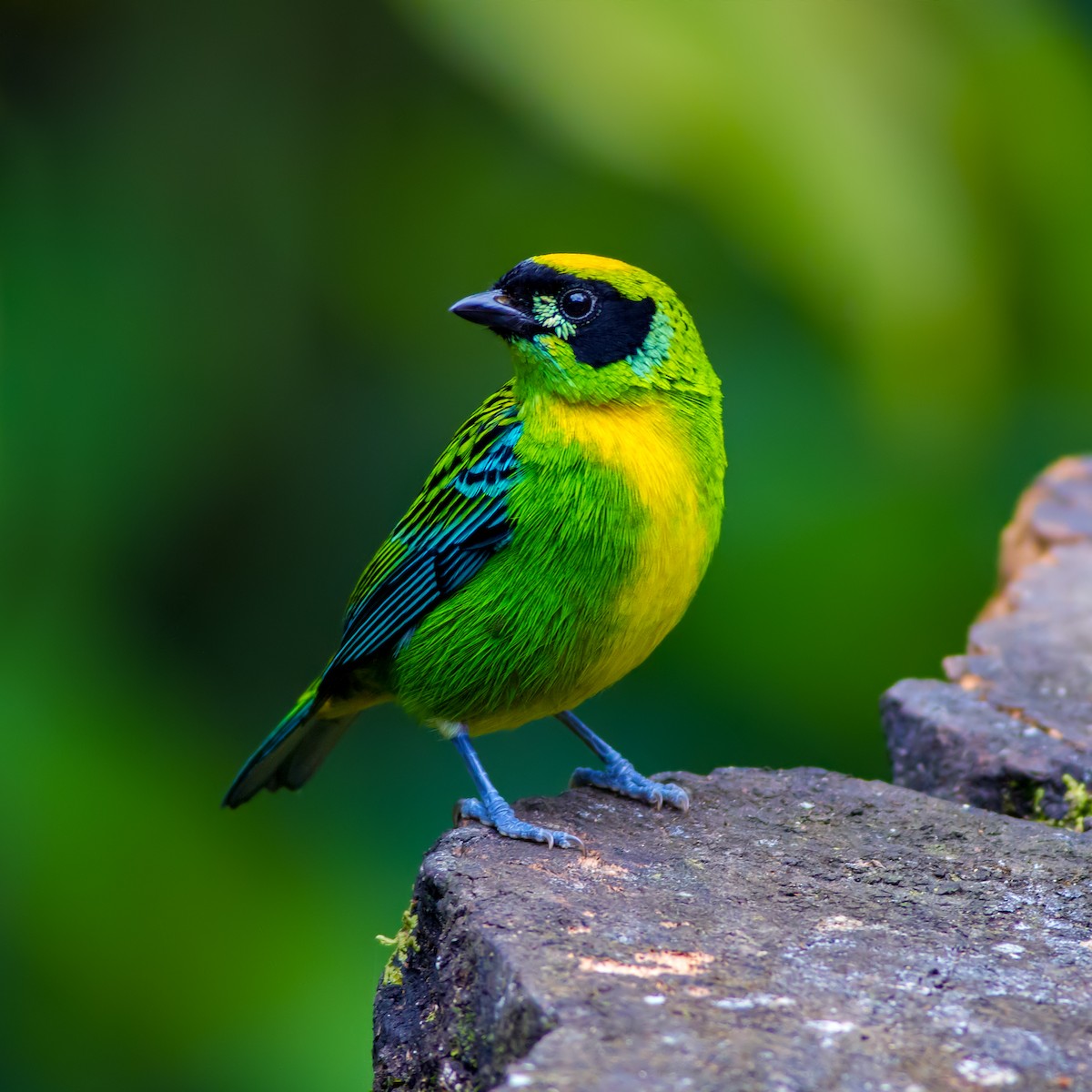 Green-and-gold Tanager - ML203642201