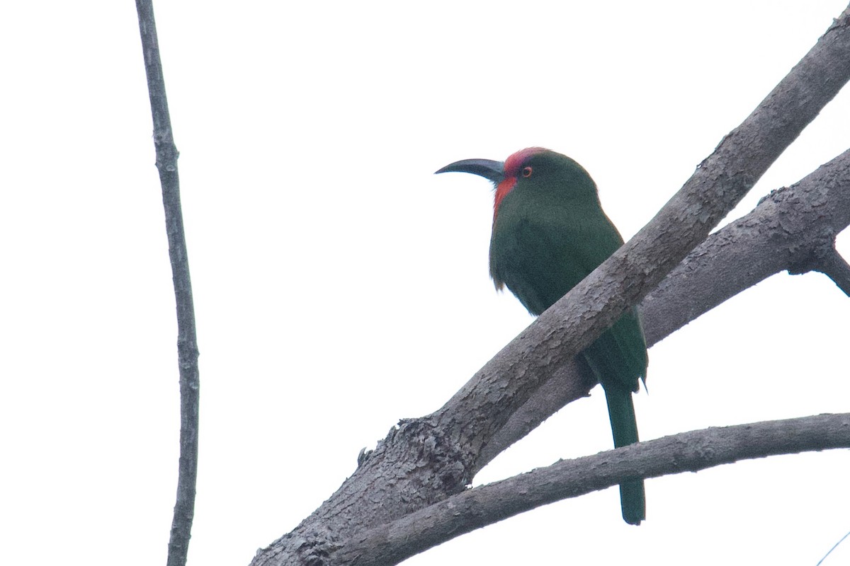 Red-bearded Bee-eater - Qin Huang