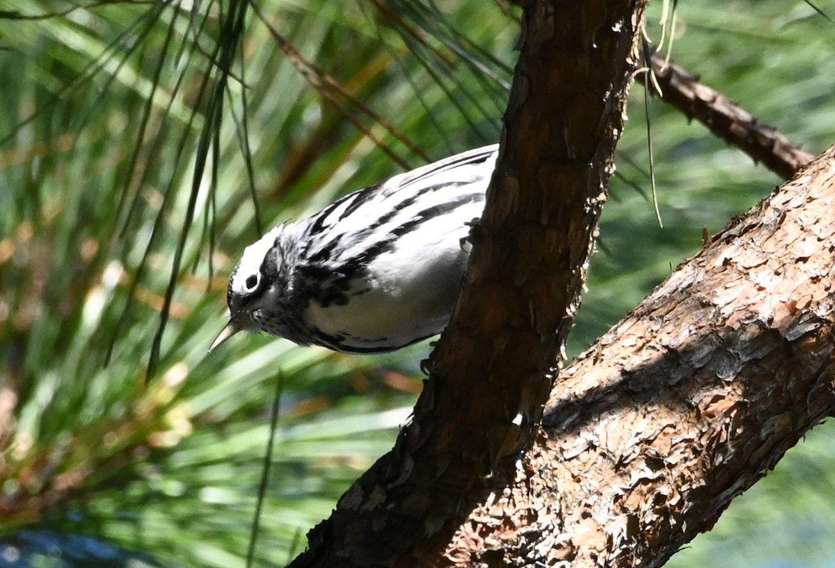 Black-and-white Warbler - ML203648031
