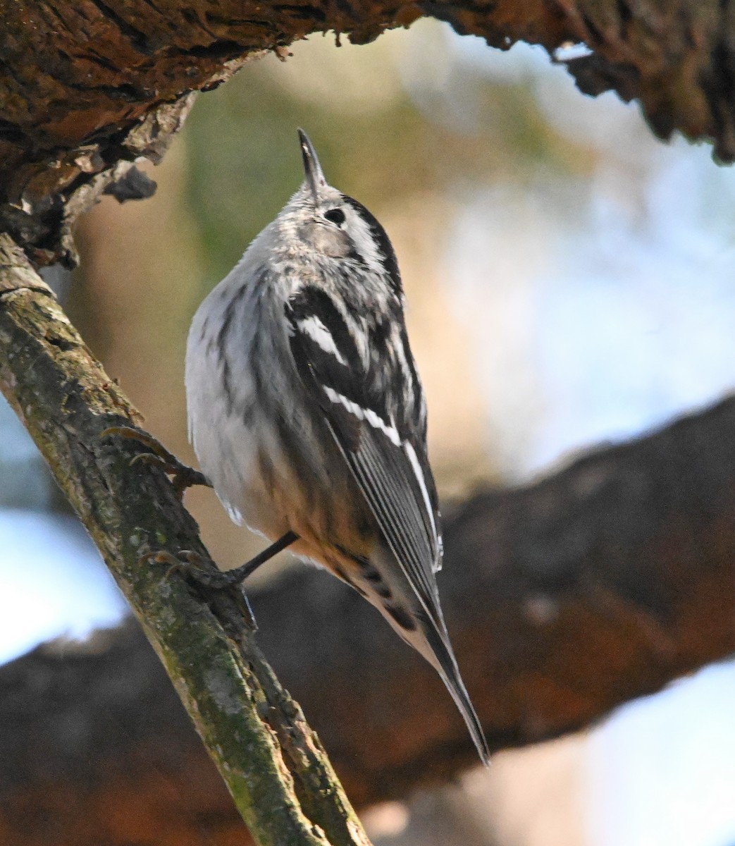 Black-and-white Warbler - ML203648041