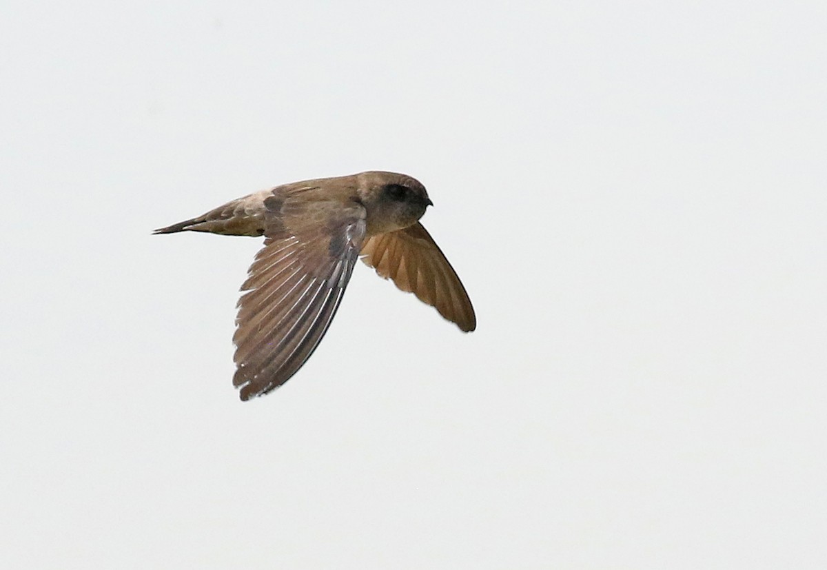 Germain's Swiftlet - Dave Bakewell
