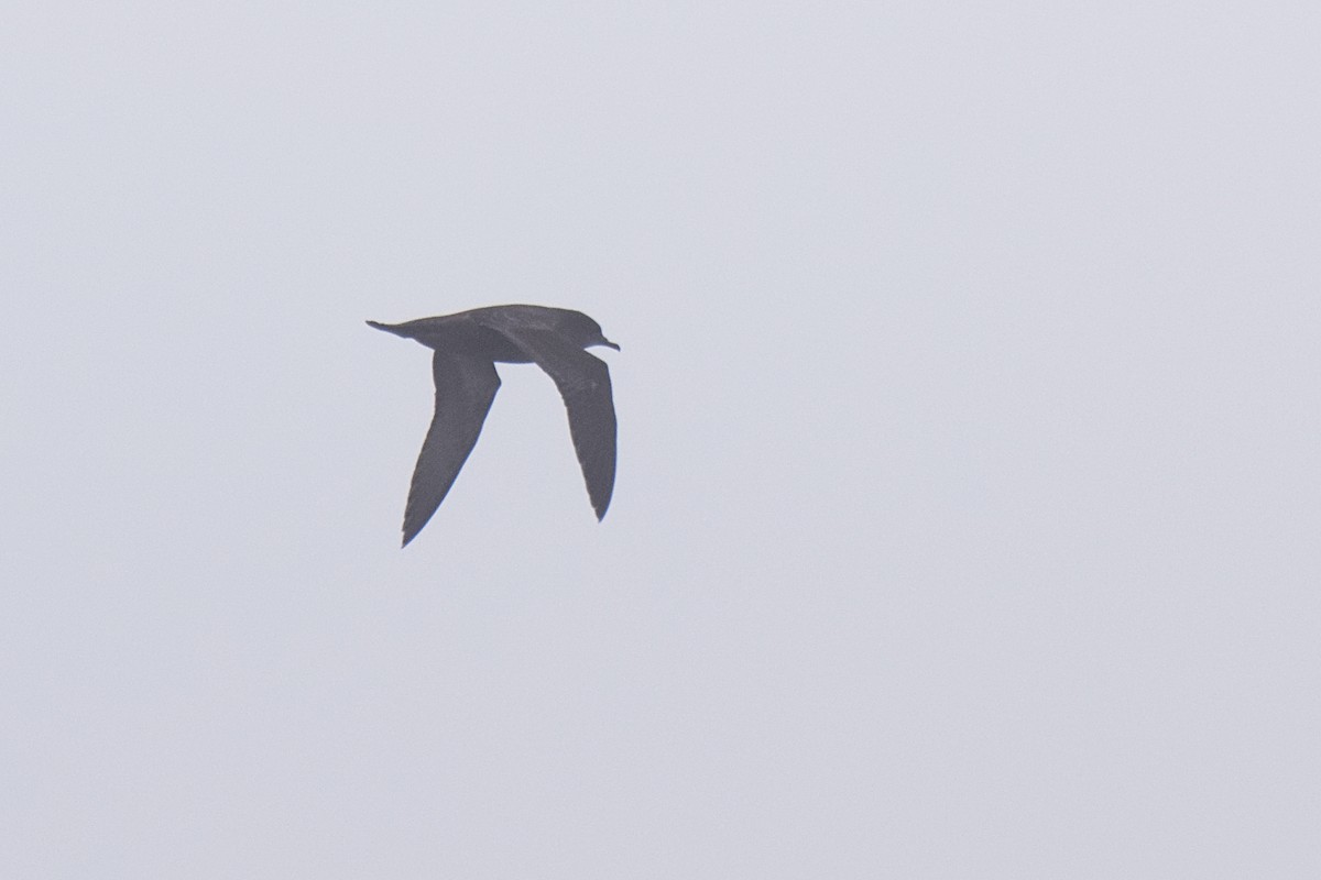 Short-tailed Shearwater - Will Brooks