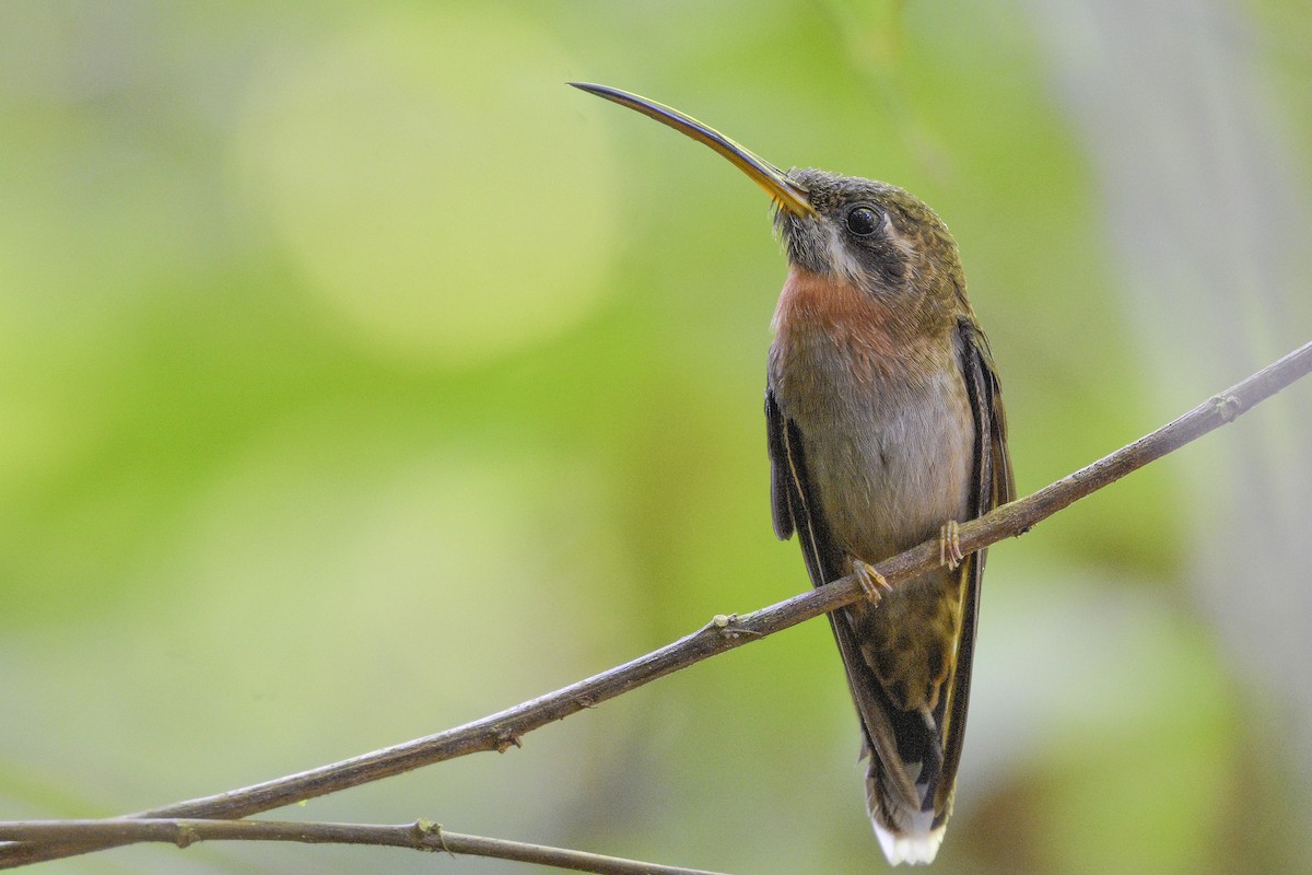 Band-tailed Barbthroat - Carlos Echeverría