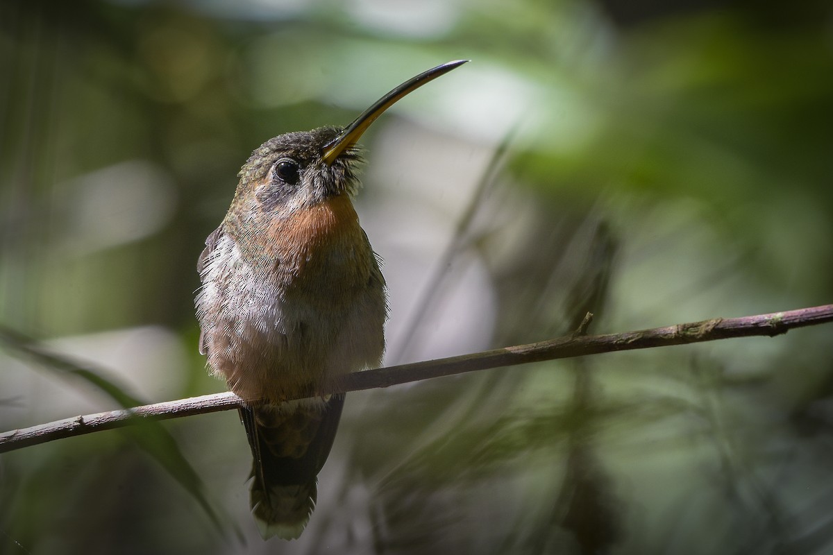 Band-tailed Barbthroat - Carlos Echeverría