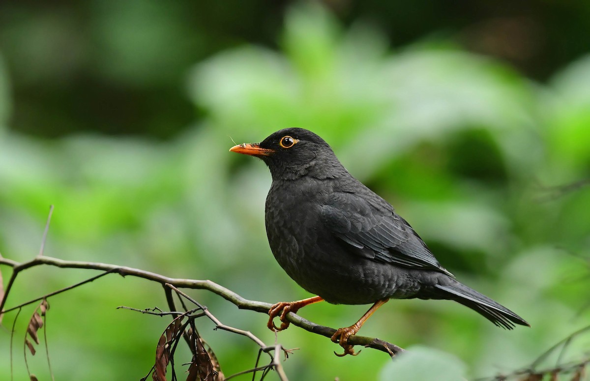 Indian Blackbird - Ravindran Kamatchi