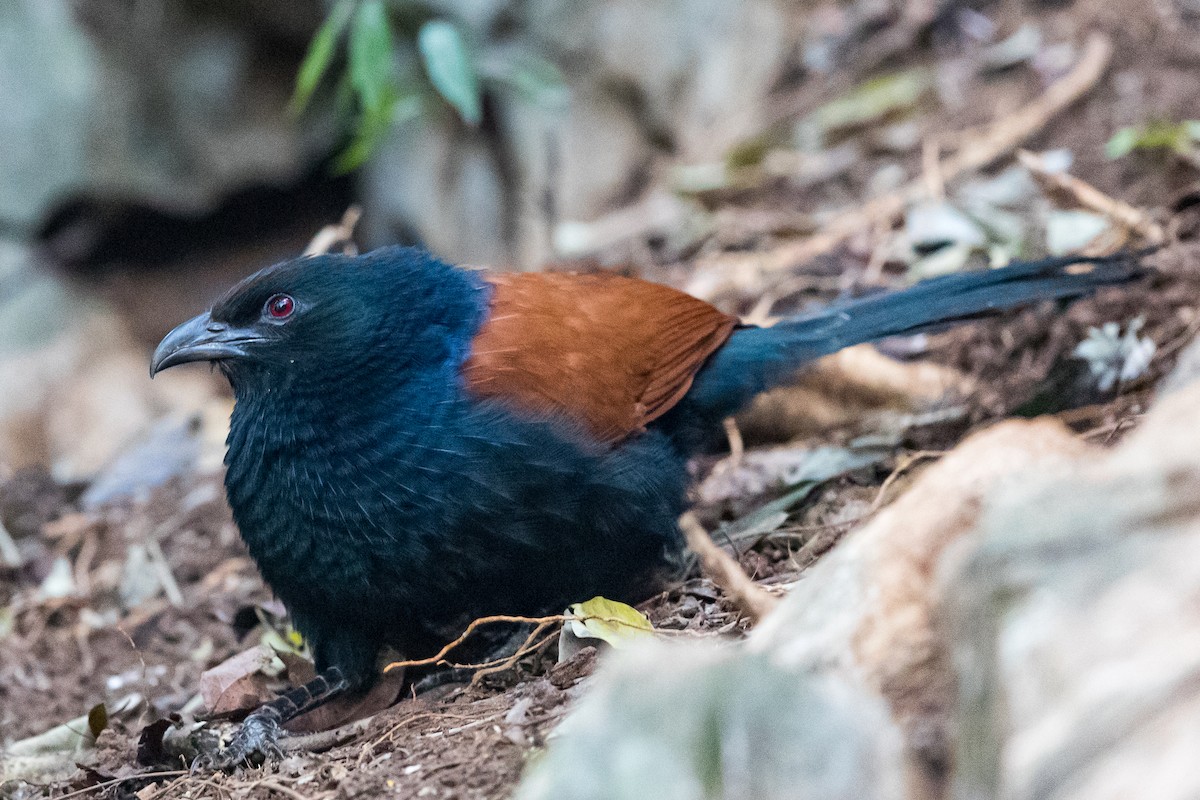 Greater Coucal - ML203653911