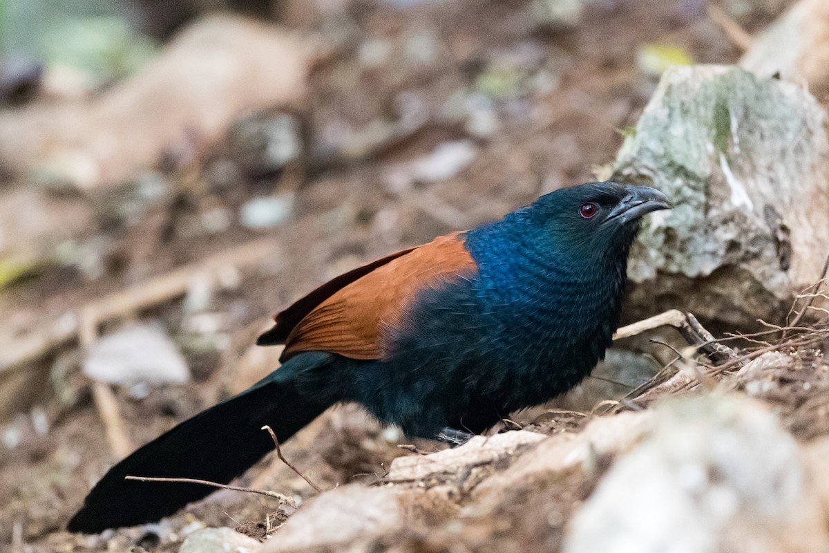 Greater Coucal - ML203653931