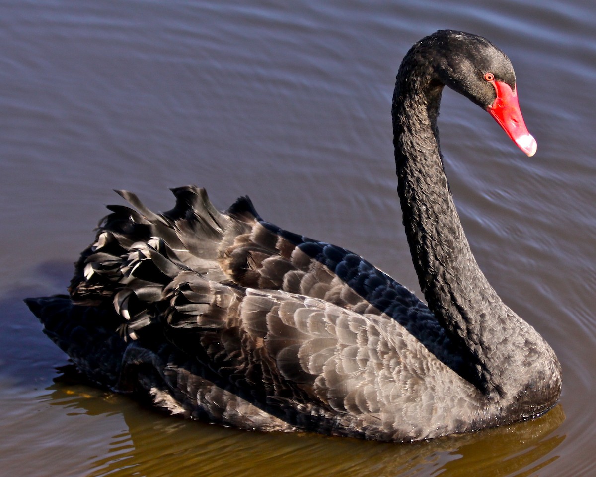 Black Swan - Ronald Newhouse
