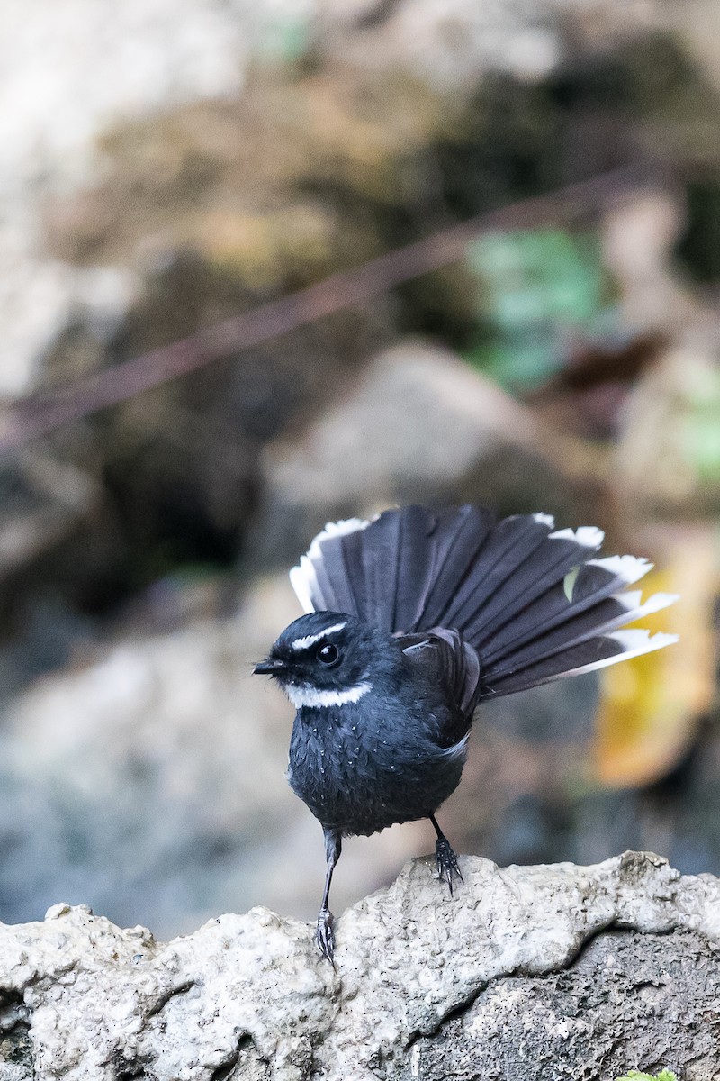 White-throated Fantail - ML203655181