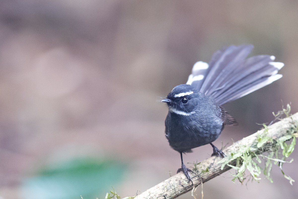 White-throated Fantail - ML203655191