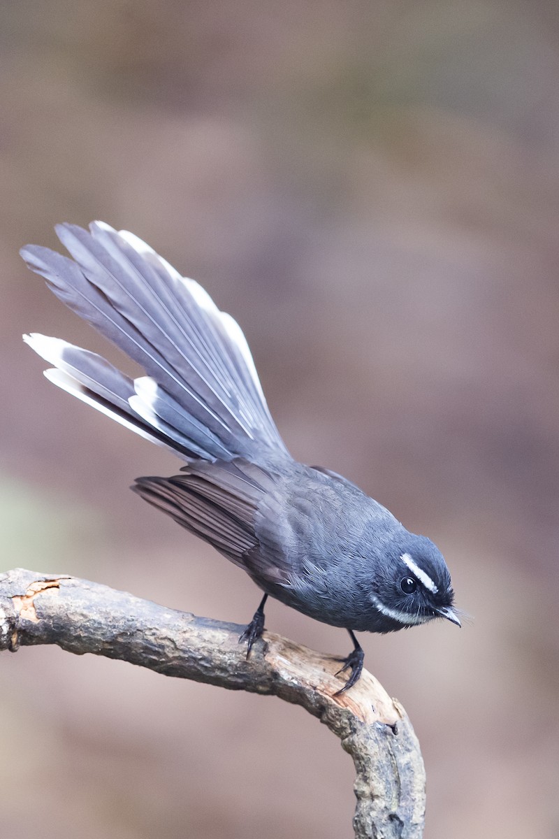 White-throated Fantail - ML203655201